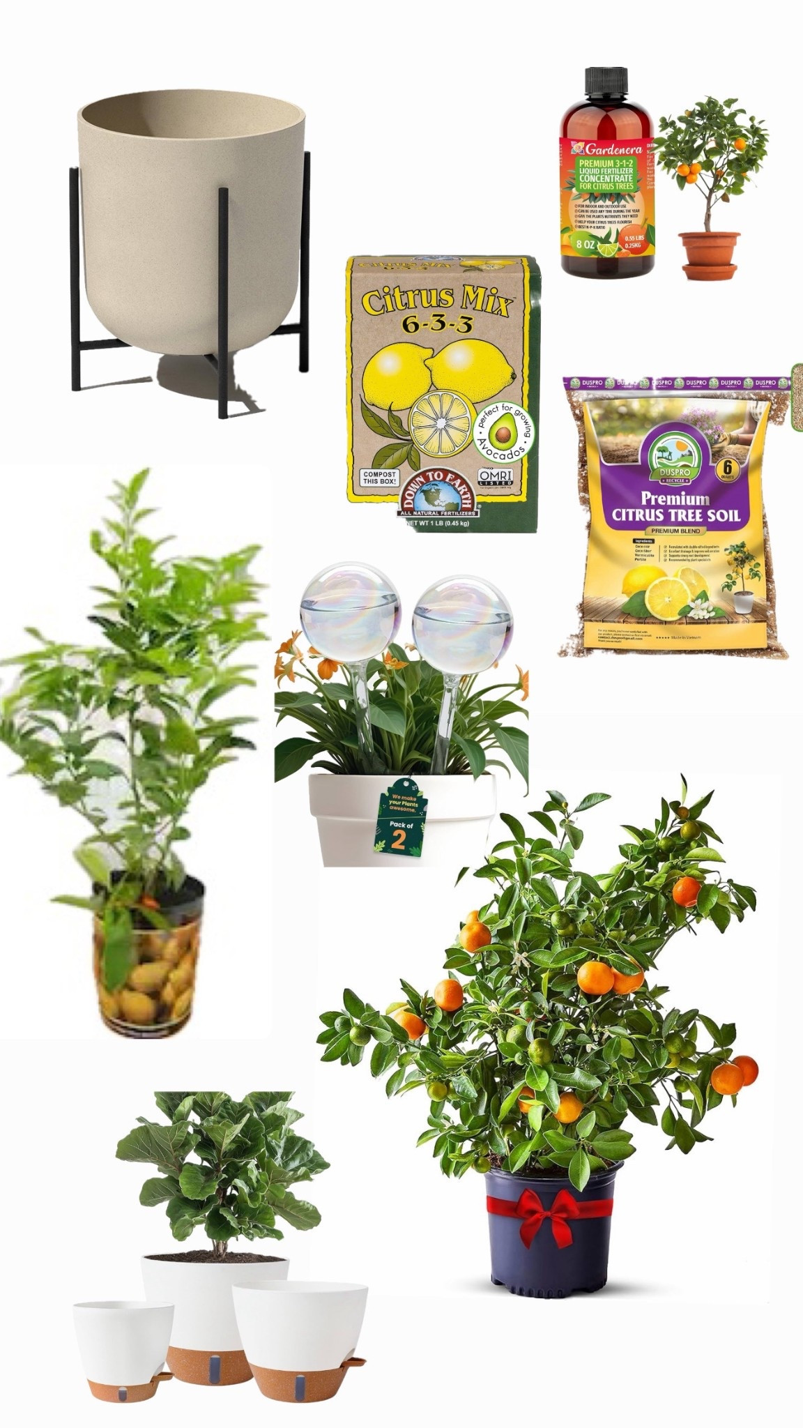 Love growing citrus fruit trees in containers. They look so bright and fresh and we love using the lemons and limes! 

#LTKspring #LTKSeasonal #LTKHome