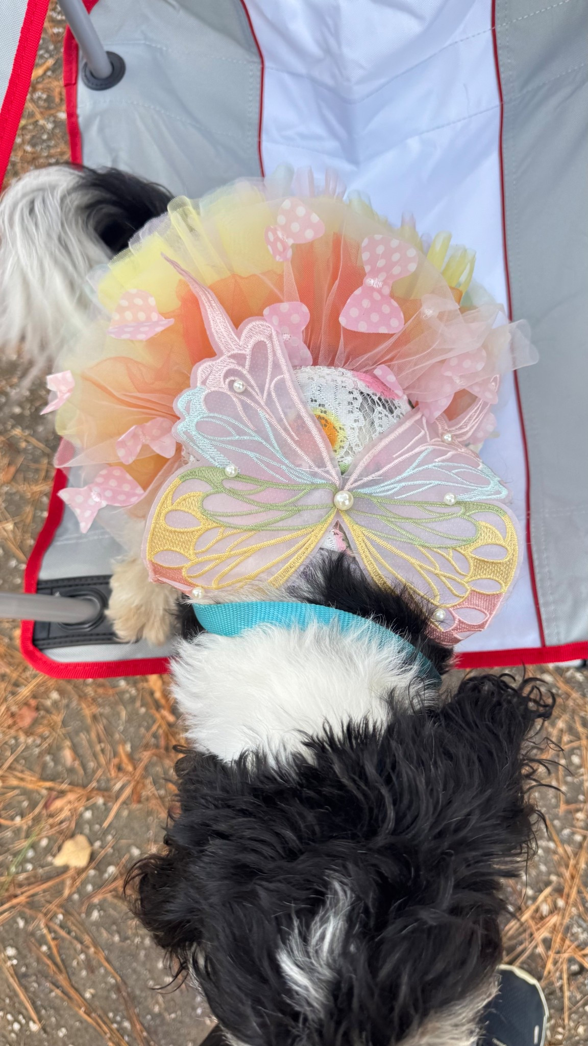 Bella loves to dress up! This beautiful butterfly looks adorable on her! 

#LTKSeasonal #LTKHoliday #LTKPets