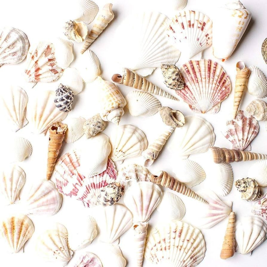 Super Z Outlet Mixed Ocean Beach Fairy Garden Assorted Seashells Marine Life for Decorations, Art... | Amazon (US)