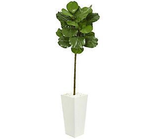 5.5' Fiddle Leaf Tree in Tower Planter by Nearl y Natural | QVC