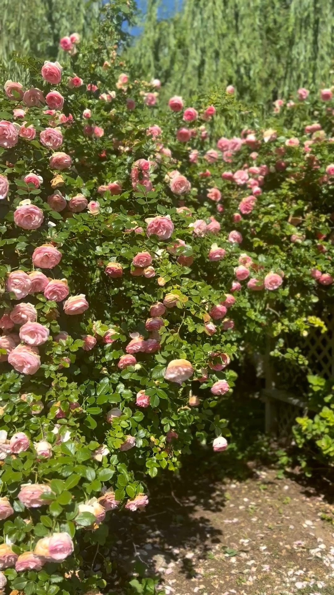Mother’s Day gift idea! My beautiful pink Eden rose arch in bloom, even during this heavy windstorm! It still looks beautiful! 💗 

I’m sharing our favorite soil, drip system, a few beautiful arches, arbors and trellises and live Eden rose plants!

This will make a great Mother’s Day present, gardening gift, housewarming present, birthday gift, Father’s Day present and more! ❤️

#LTKMothersDay #LTKHome #LTKSeasonal