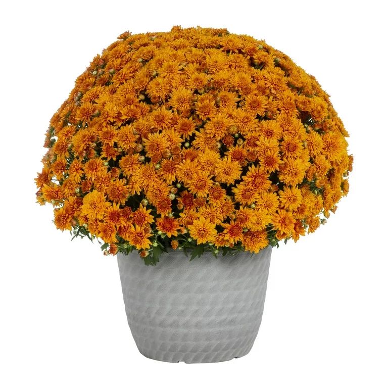 Expert Gardener 1.5G Orange Mum Live Plant Decorative Pot Full Sun - Walmart.com | Walmart (US)
