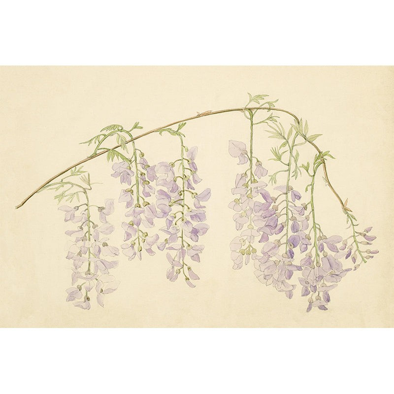 Wisteria | Juniper Print Shop