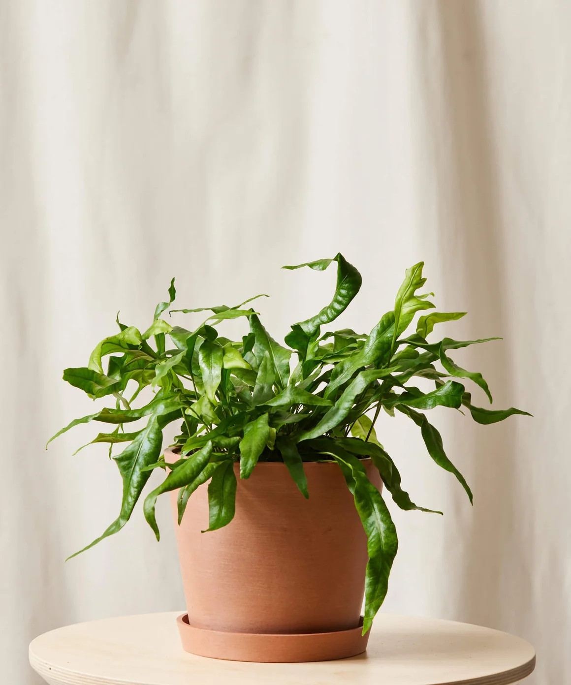 Kangaroo Fern | Bloomscape