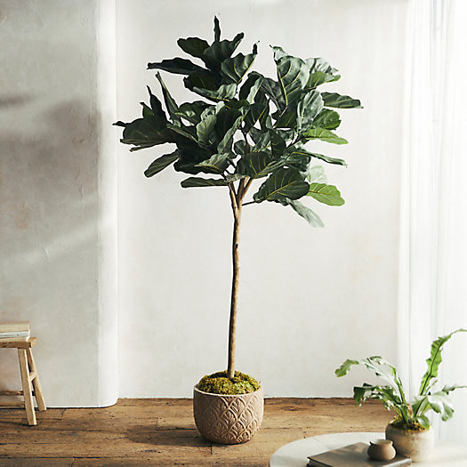 Faux Fiddle Leaf Fig, 7 | Terrain