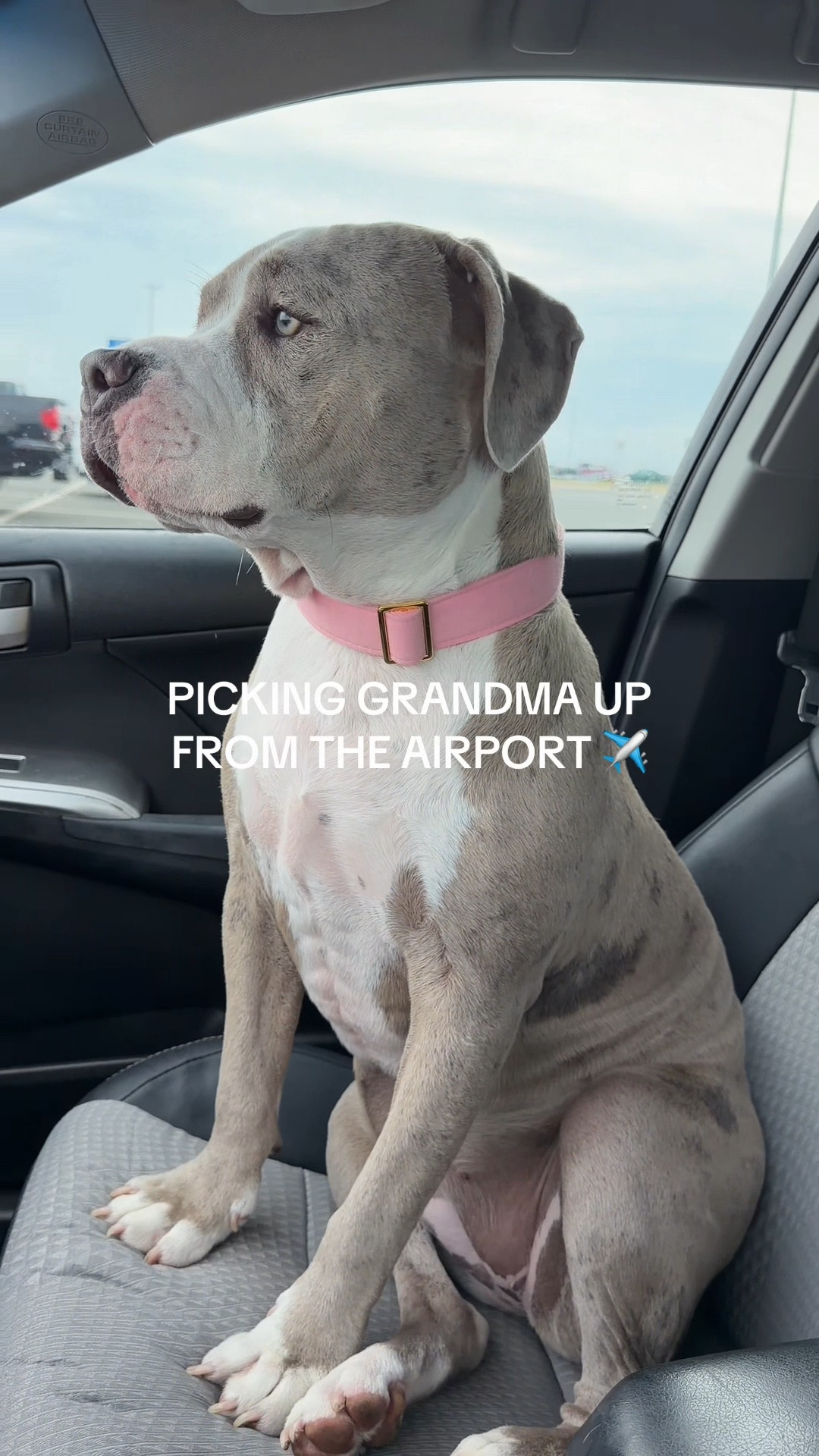 Lumina in her adorable pink collar picking up grandma from the airport! 

#LTKFamily #LTKPets #LTKGiftGuide