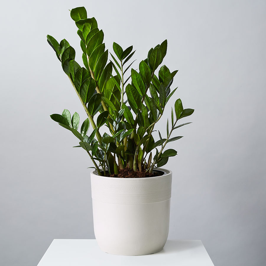 ZZ Floor Plant (Zamioculcas Zamiifolia) | plants.com