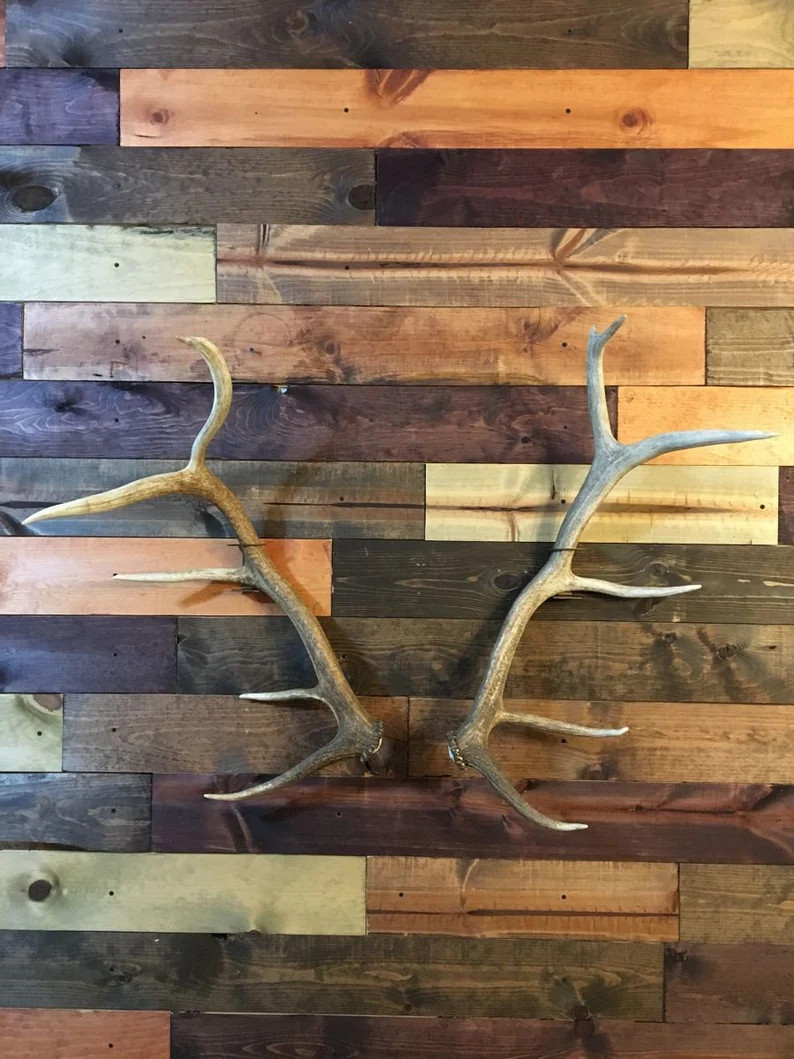 Elk/moose Shed Antler Mount Hanger- Antlers Not Included - Etsy | Etsy (Global)