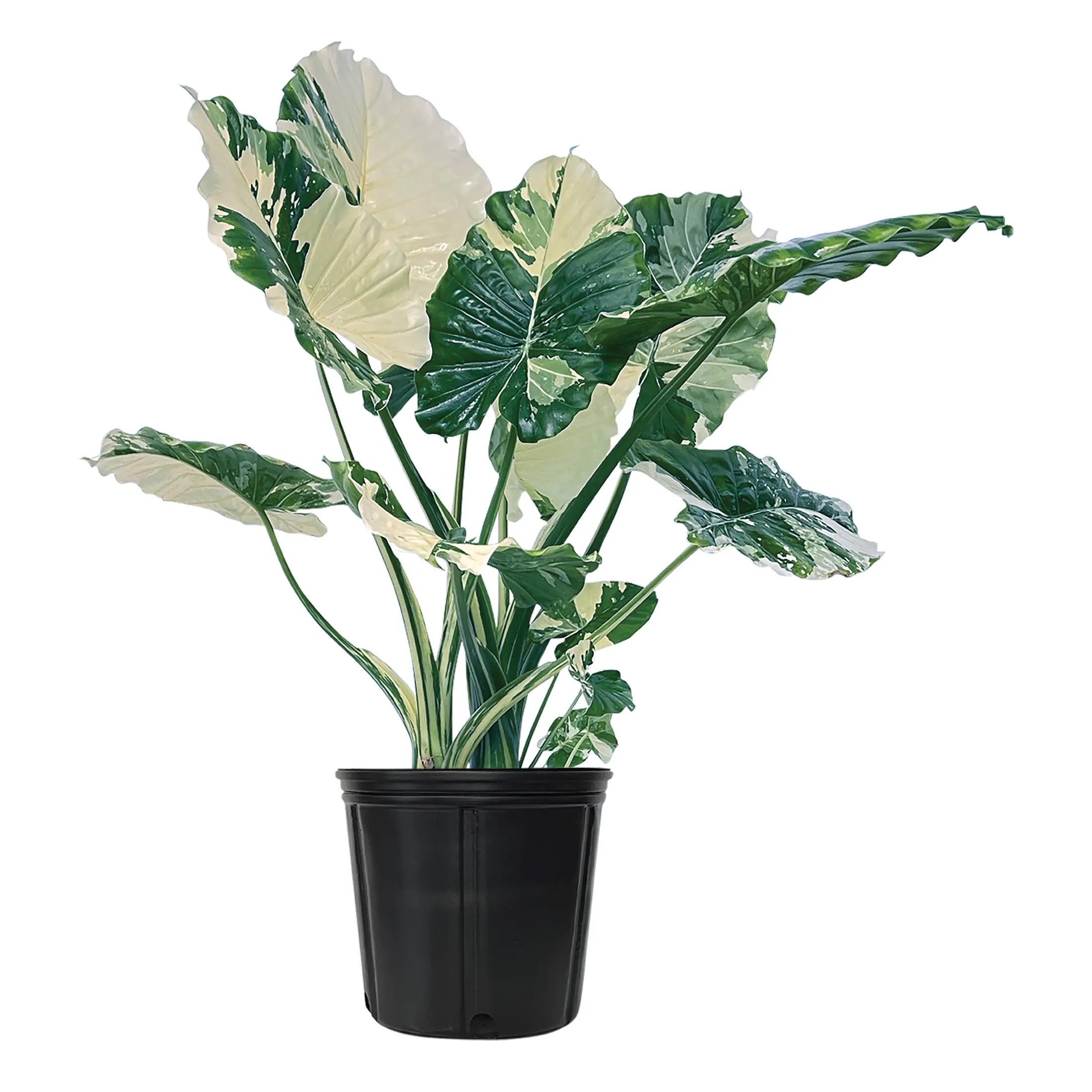 Nature's Way Farms Variegated Alocasia Dawn House plant in 1.72 Gallon(s) Pot 1 -Pack | Lowe's