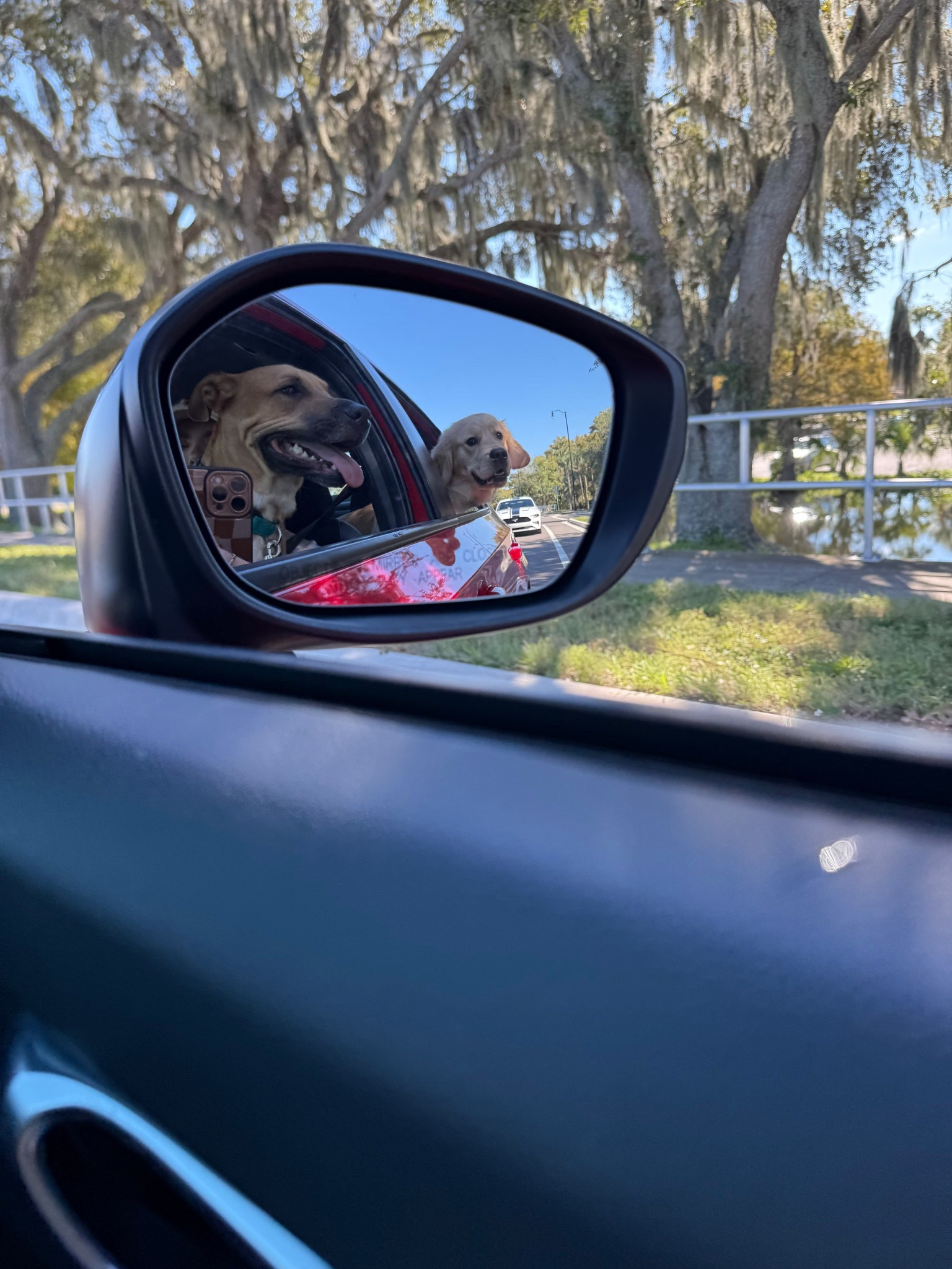 Heading to the dog park this morning, they were so excited🤩🚗🐾🦴what I brought in their doggy bags🎾

#LTKPets