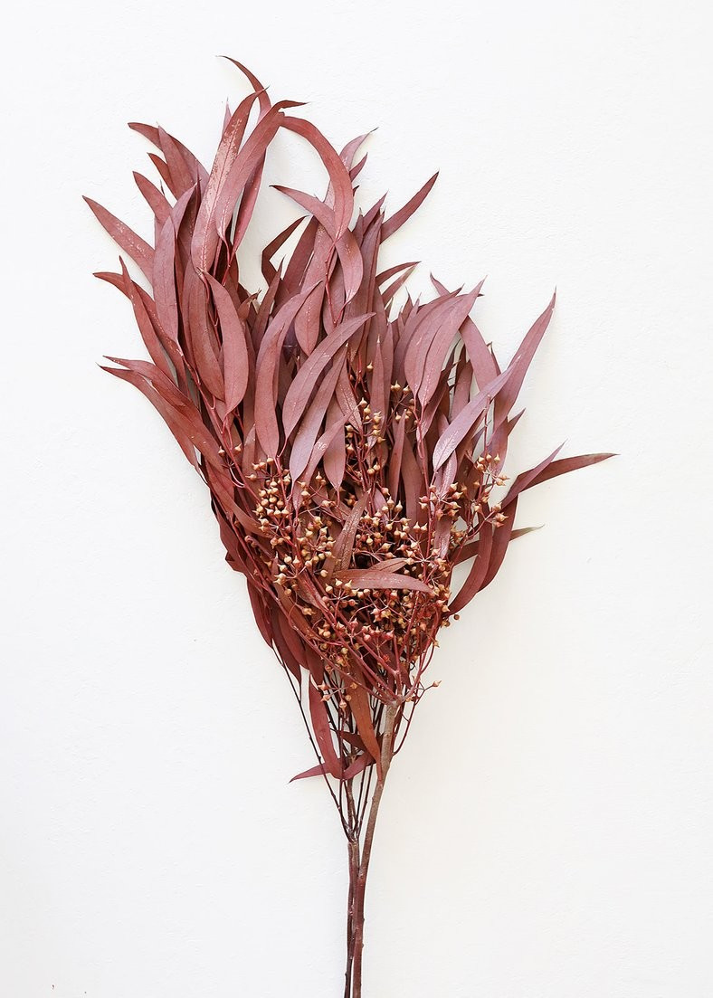 Preserved Seeded Eucalyptus in Burgundy - 18-28" Tall | Afloral (US)