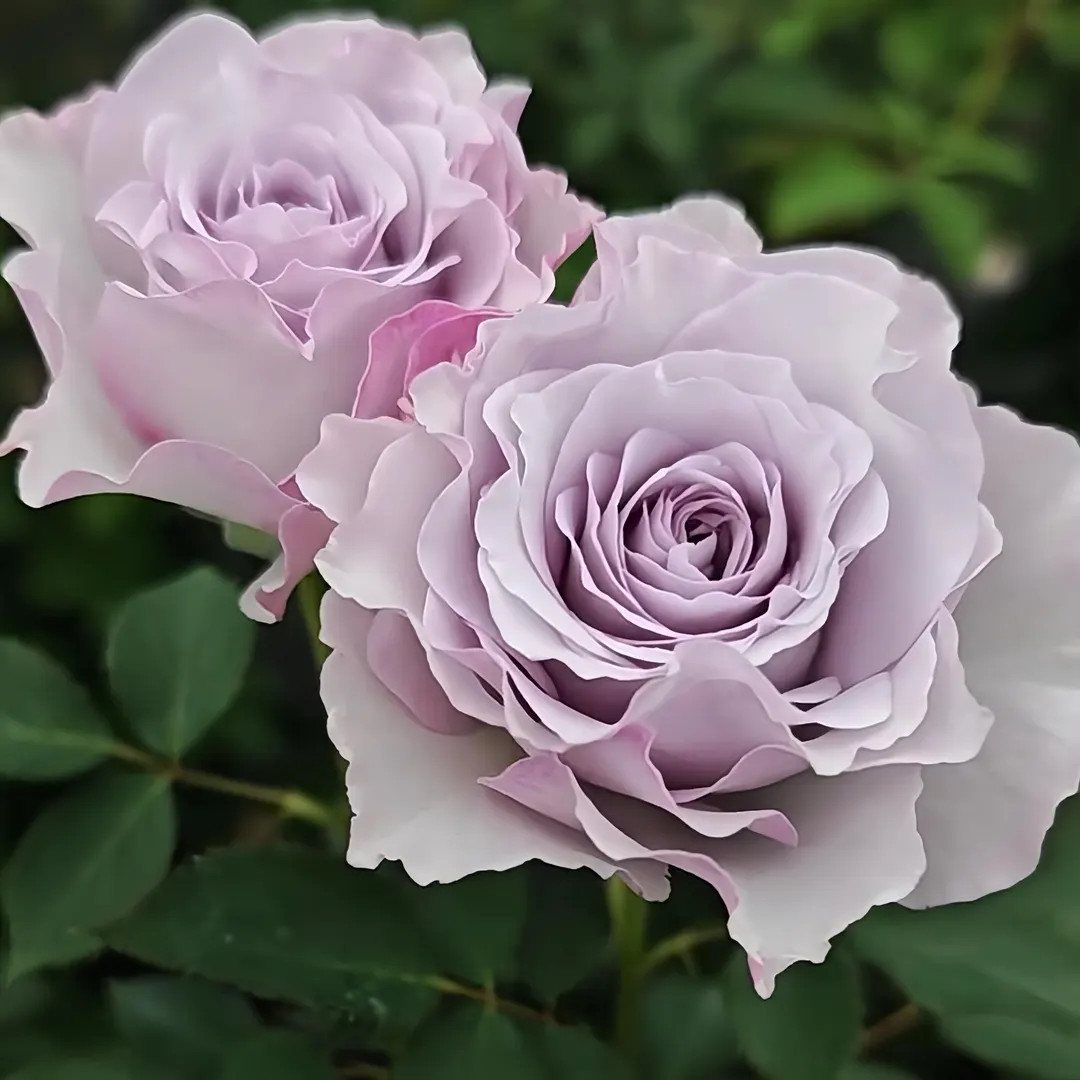 Jise.  Chinese garden rose. Excellent plant | Etsy (US)