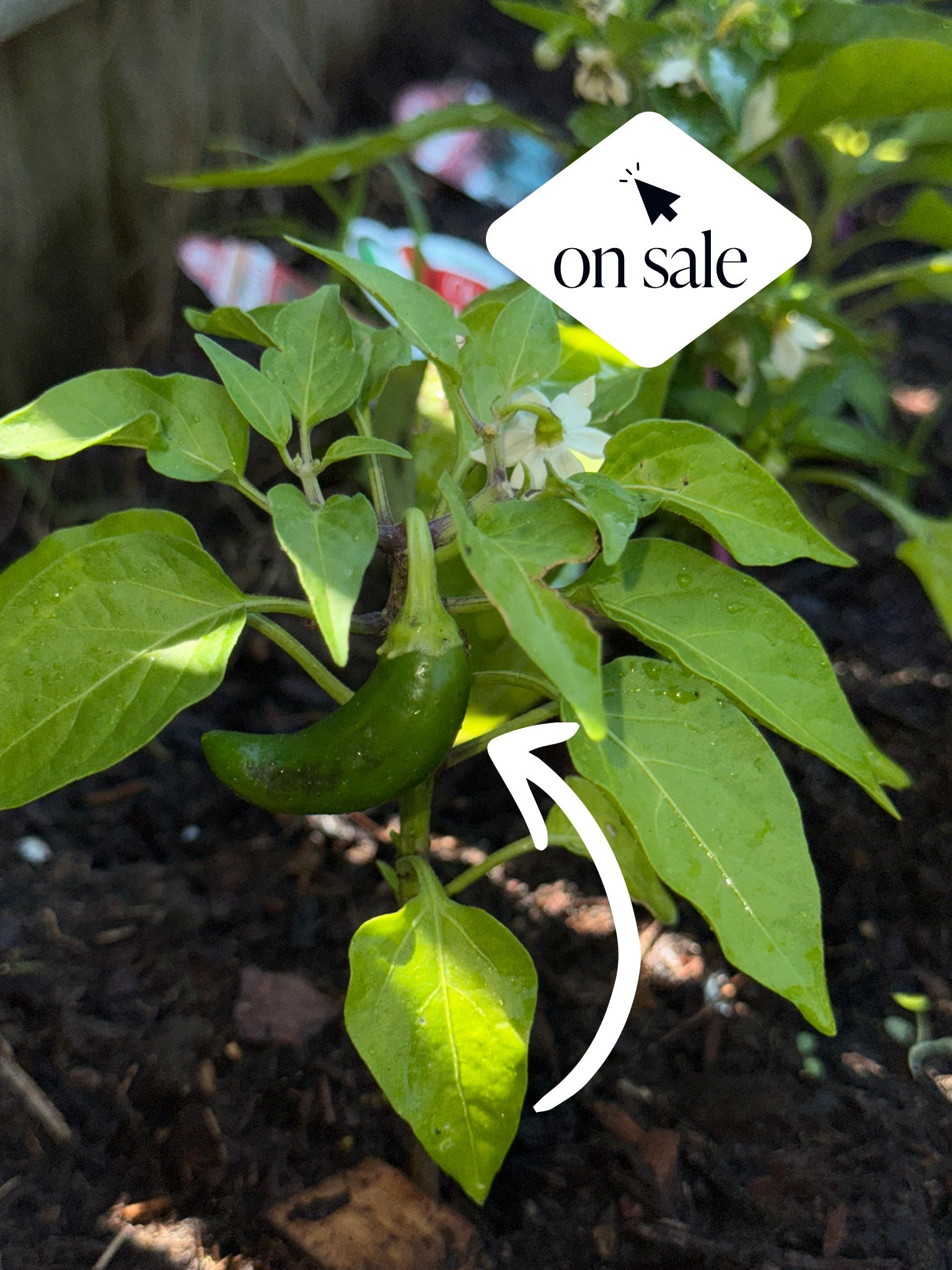 New pepper, who dis??😍🪴 I found some soil on sale so you can start yours too💗💗 #soil #gardens #garden #simplymadisynn #pepperplants 

#LTKFindsUnder50 #LTKSaleAlert #LTKHome