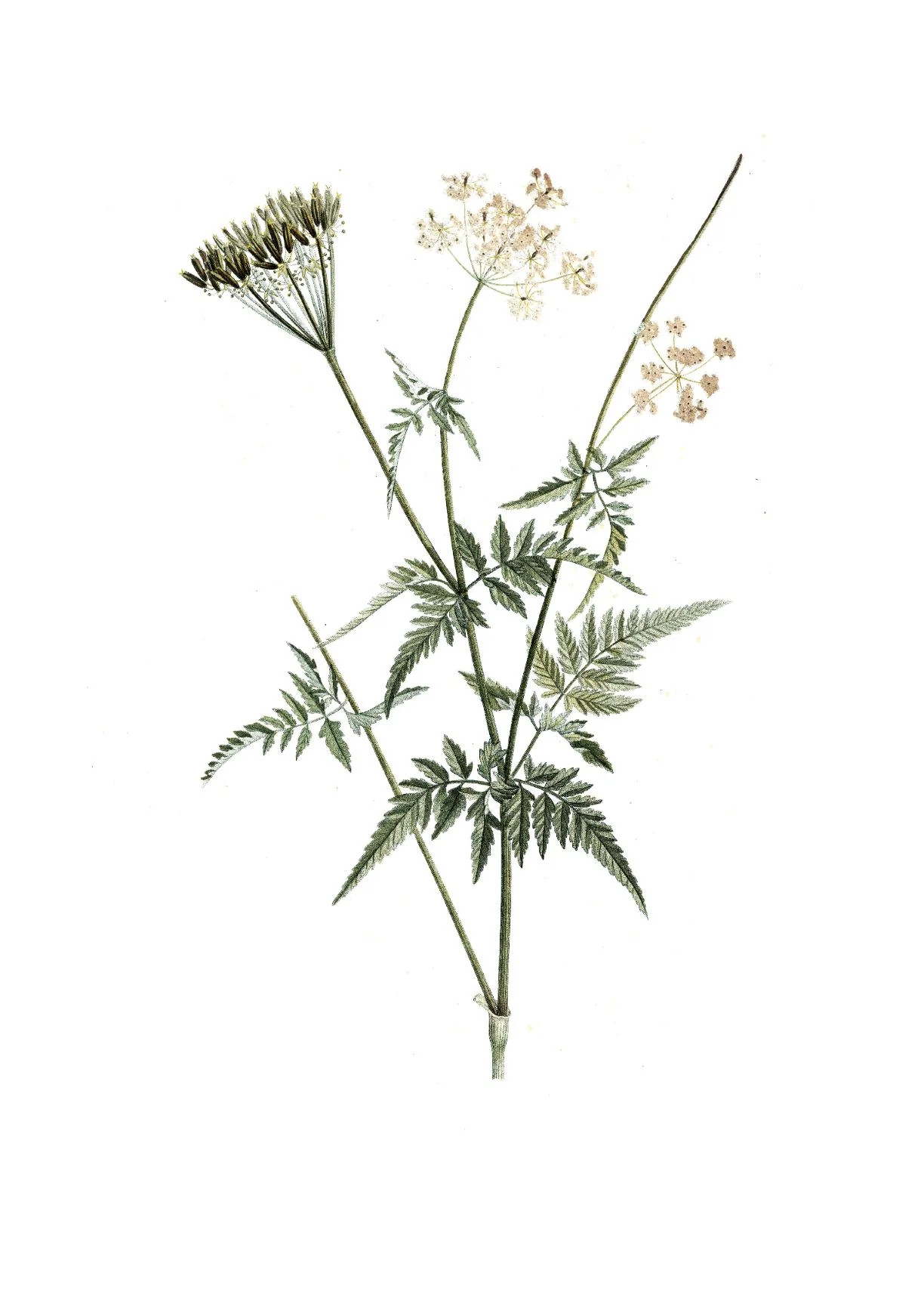 Wildflower II | Collection Prints