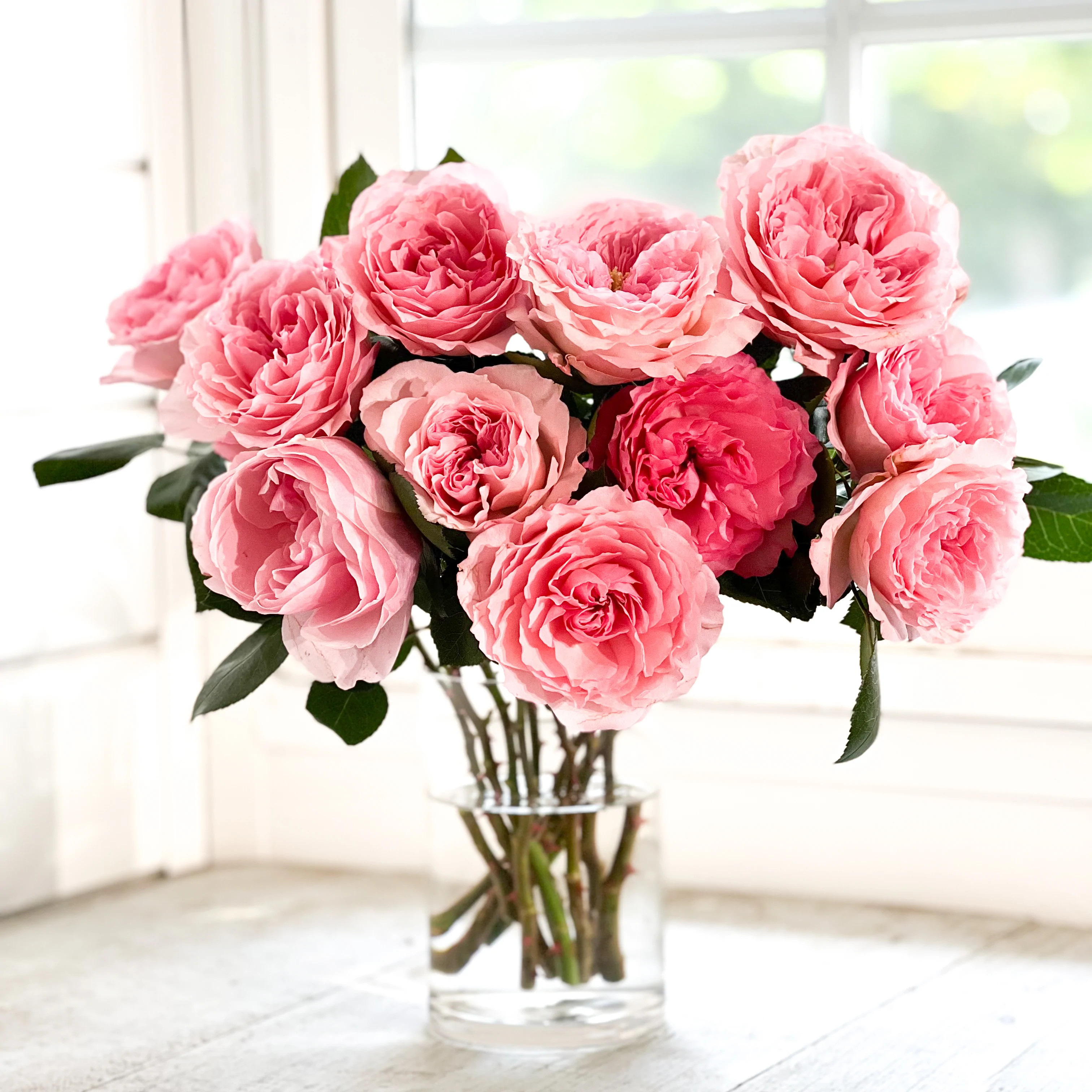 Mariatheresa | grace rose farm