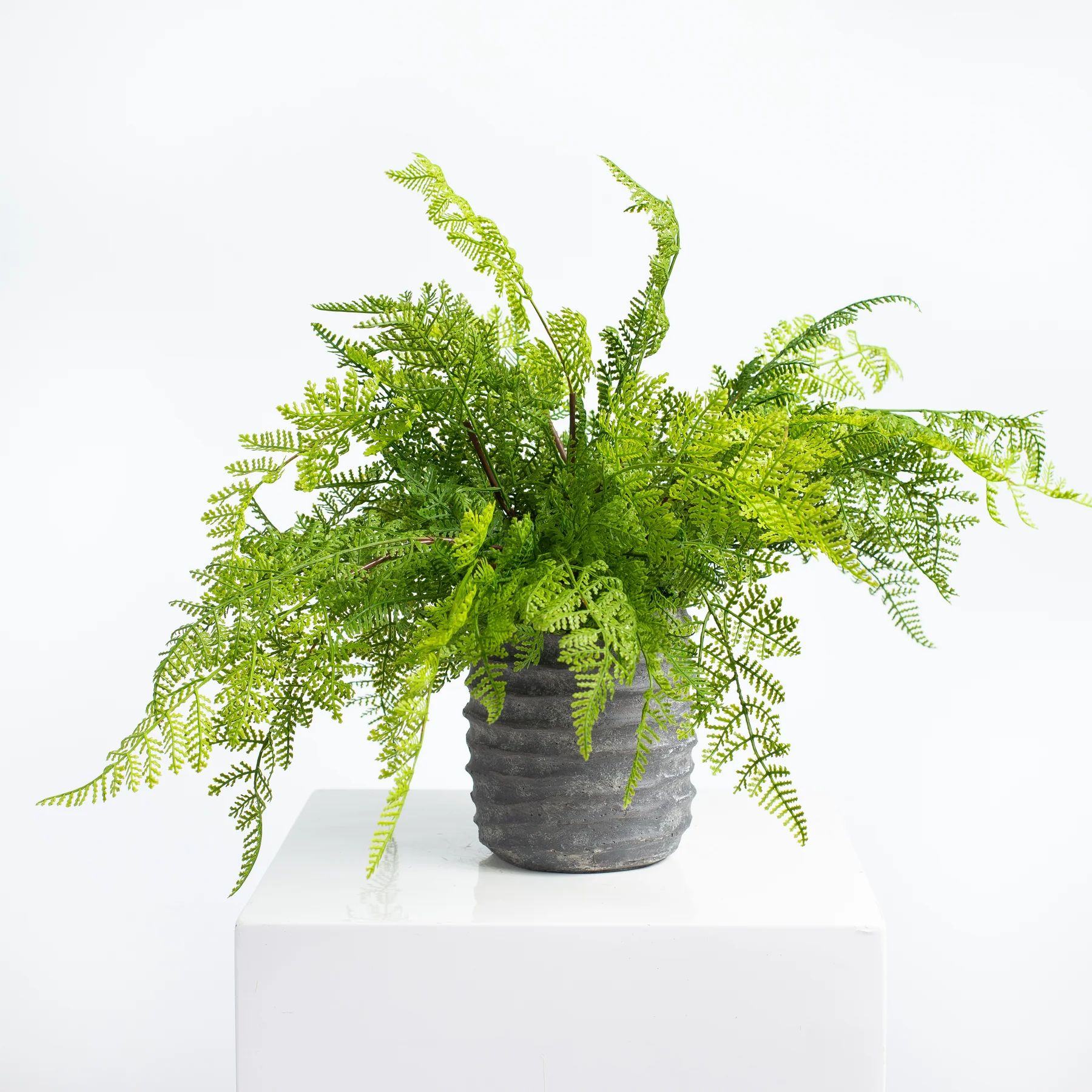 Real Touch Faux Lace Fern House Plant in Black Concrete Pot | Darby Creek Trading