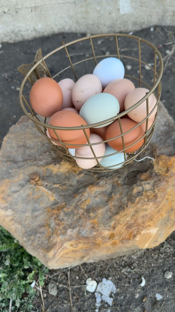 That’s a colorful egg basket 💕 happy place #homestead 

#LTKdayinmylife #LTKmomlife