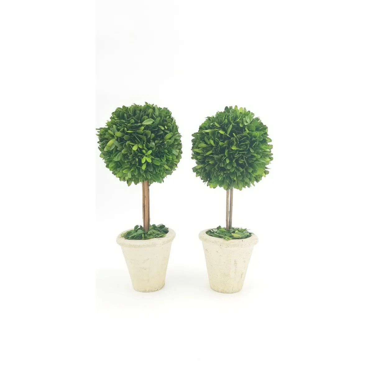 16'' Boxwood Topiary in Terracotta Pot (Set of 2) | Wayfair North America