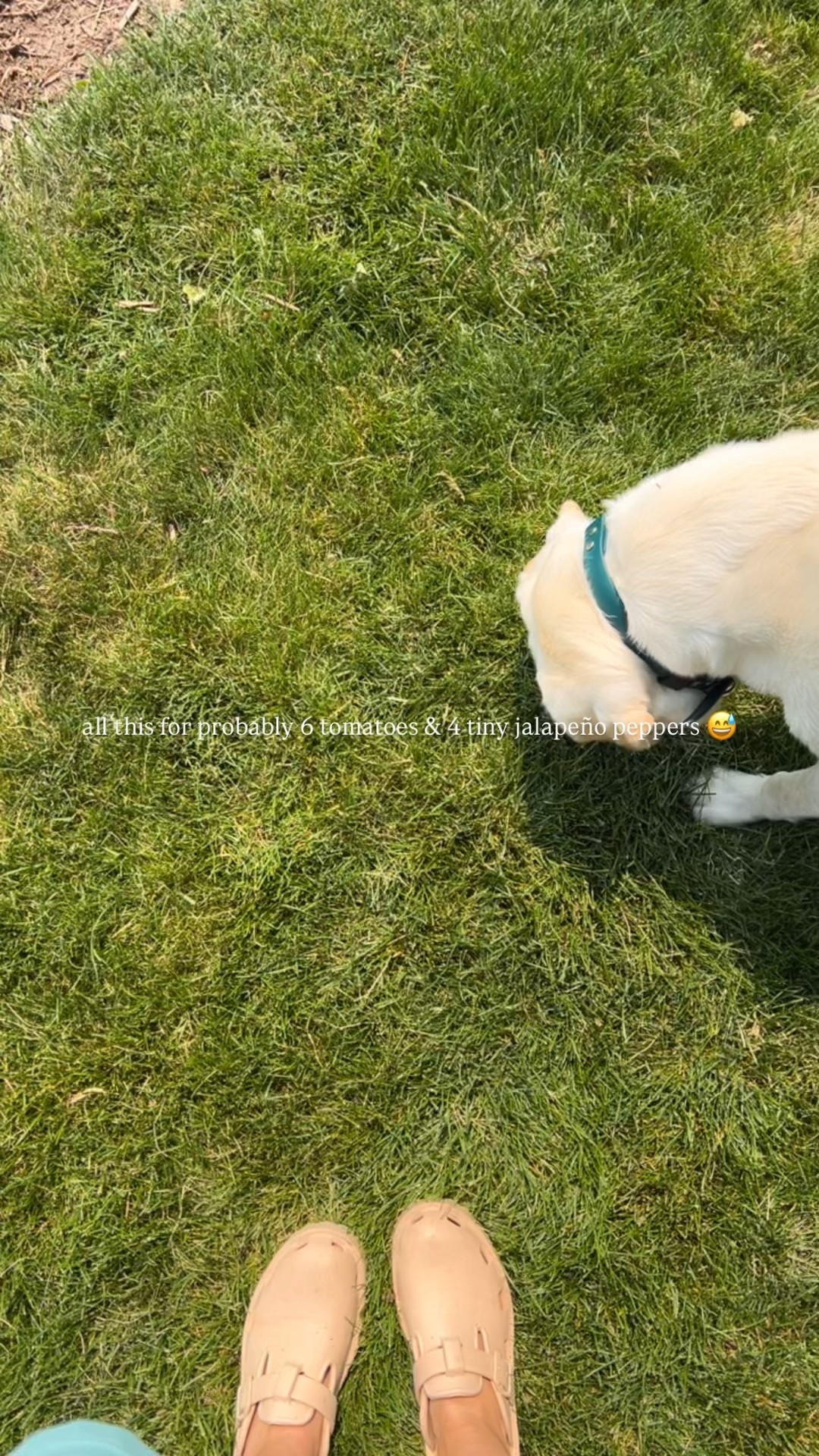 Affordable raised garden beds & the ultimate gardening outfit 🪴🌱 wearing a size XL in the shirt 

#LTKSummerEdit