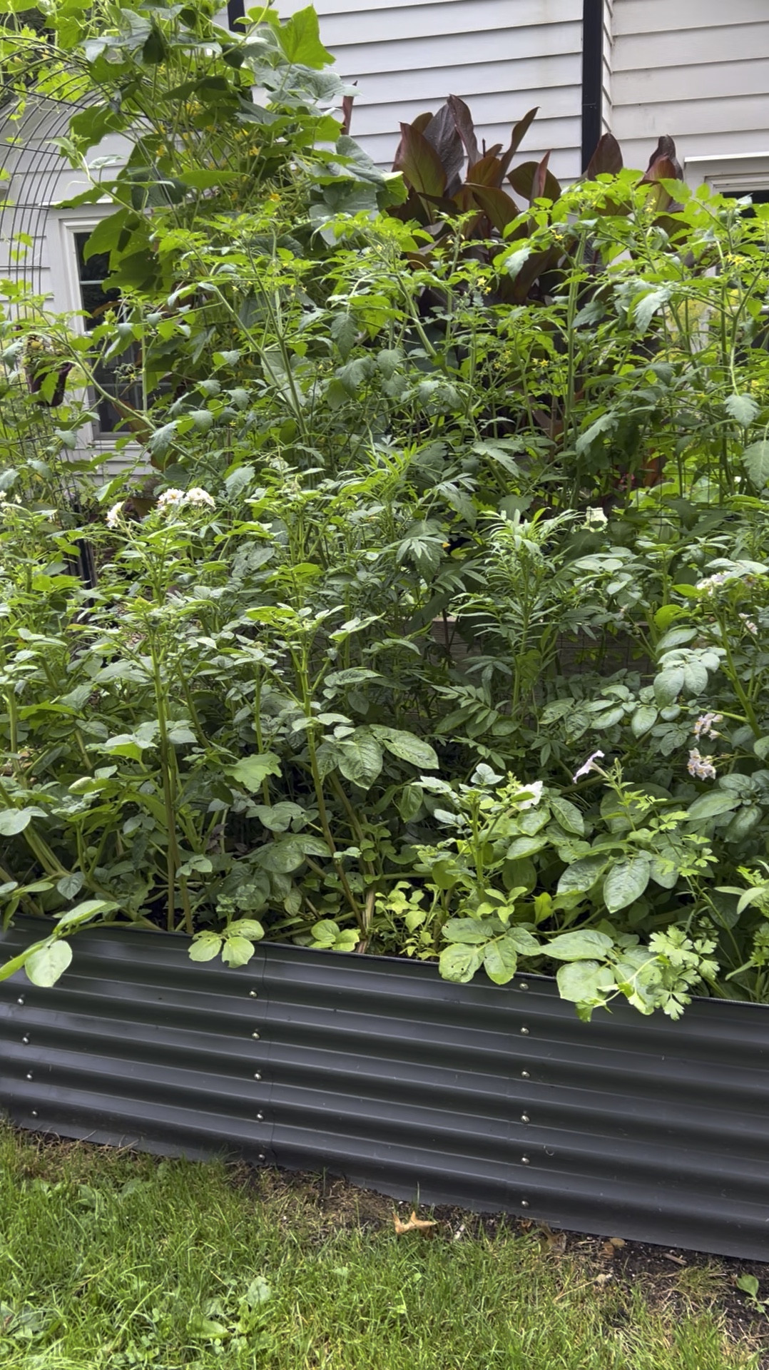 It’s time to add some raised beds to your garden this year! 

#LTKHome #LTKSeasonal #LTKWatchNow