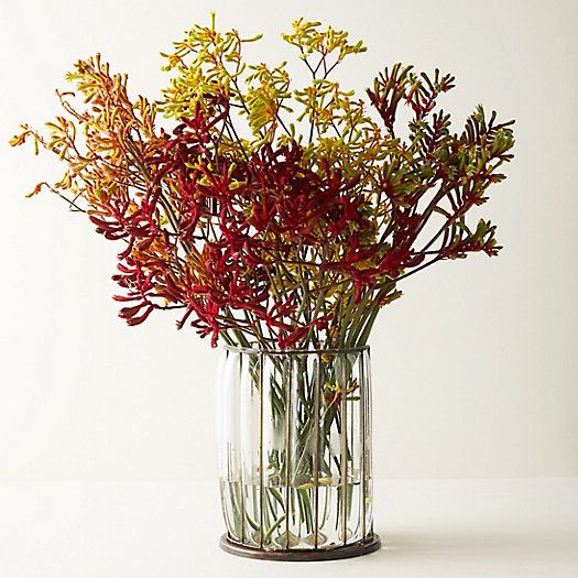 Fresh Kangaroo Paw Bunch | Terrain