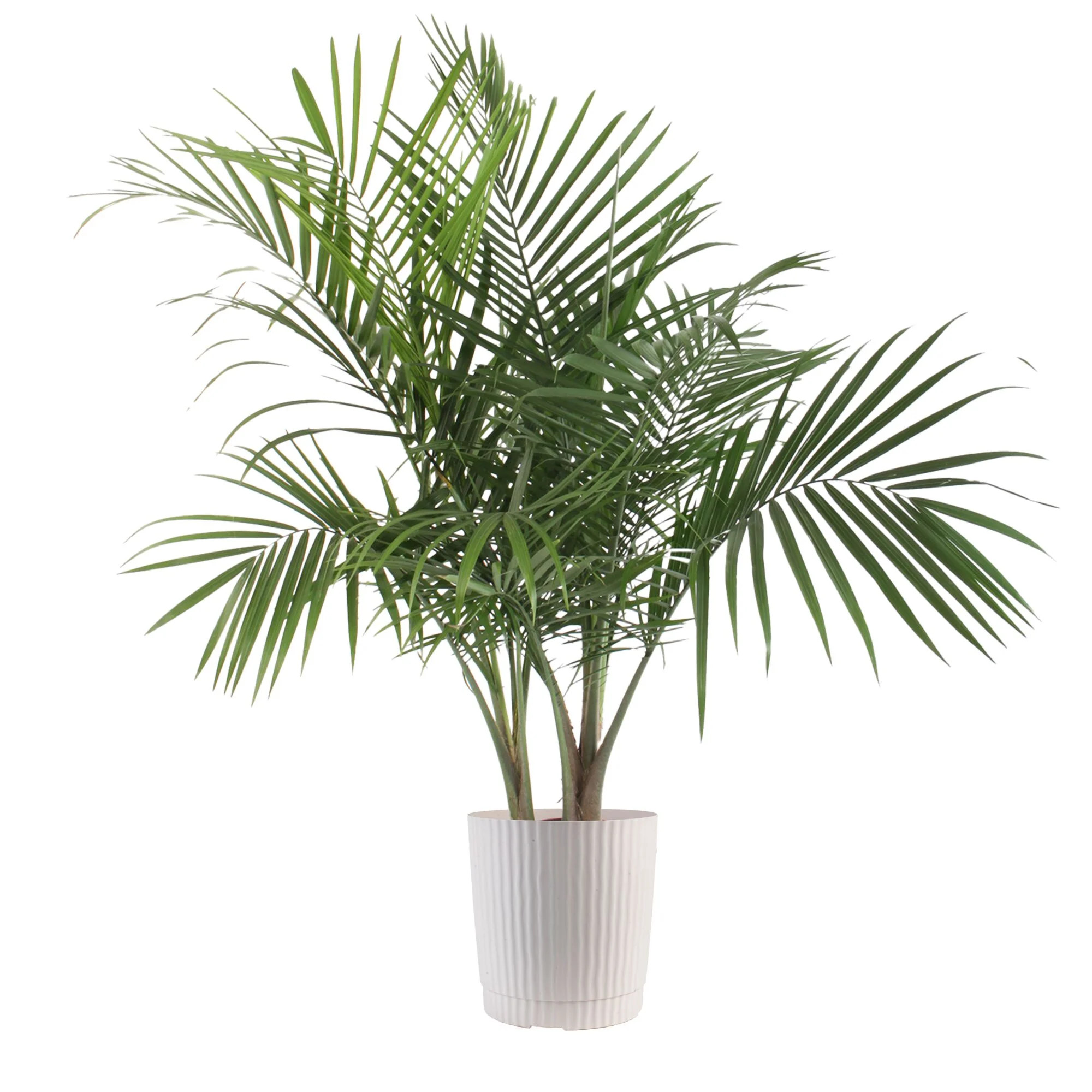 Plants with Benefits by Costa Farms 26" Majesty Palm House Plant in 10" Decor Pot | Walmart (US)