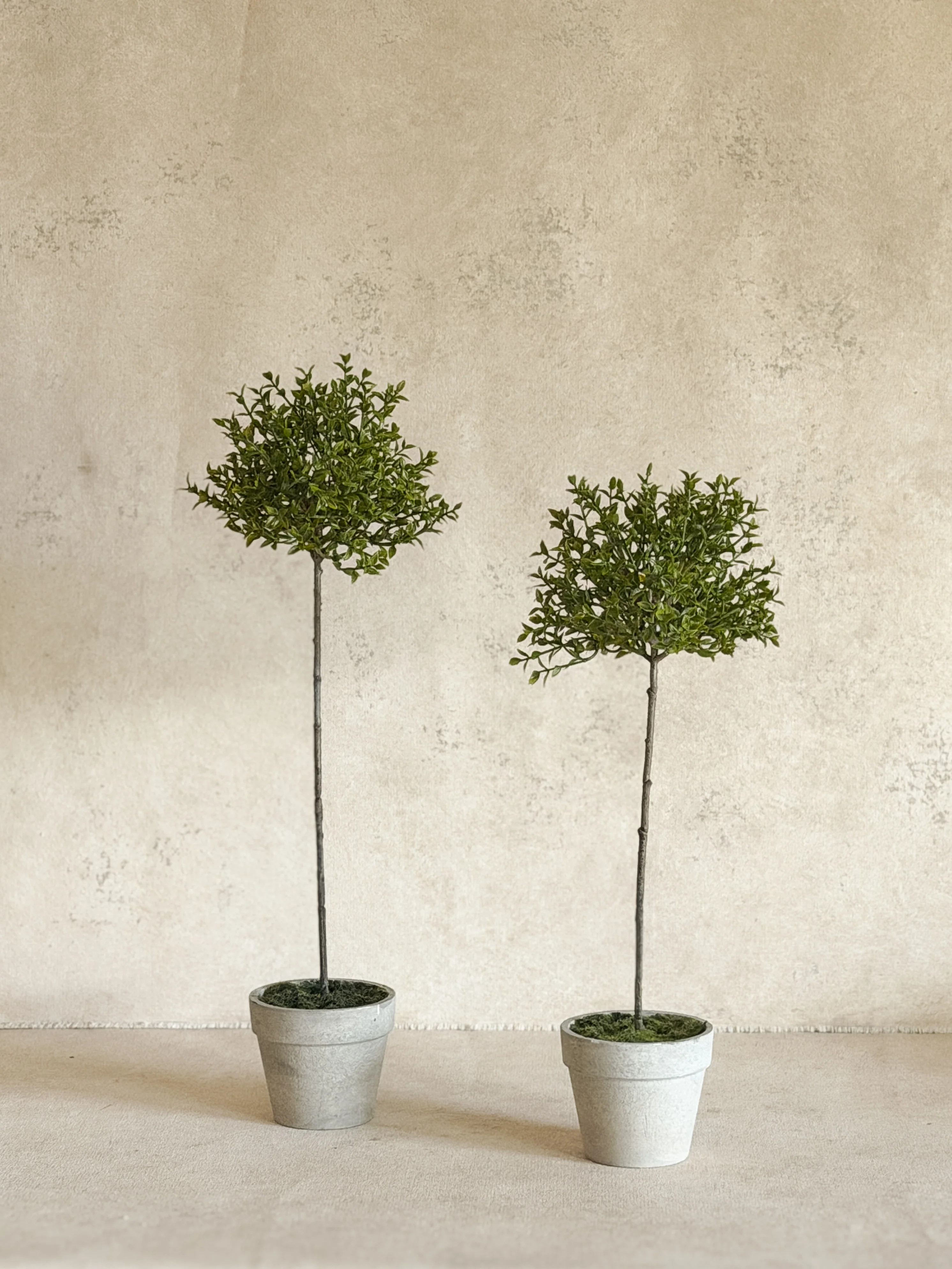 Thyme Topiary - 13" or 16" | Cottage and Key