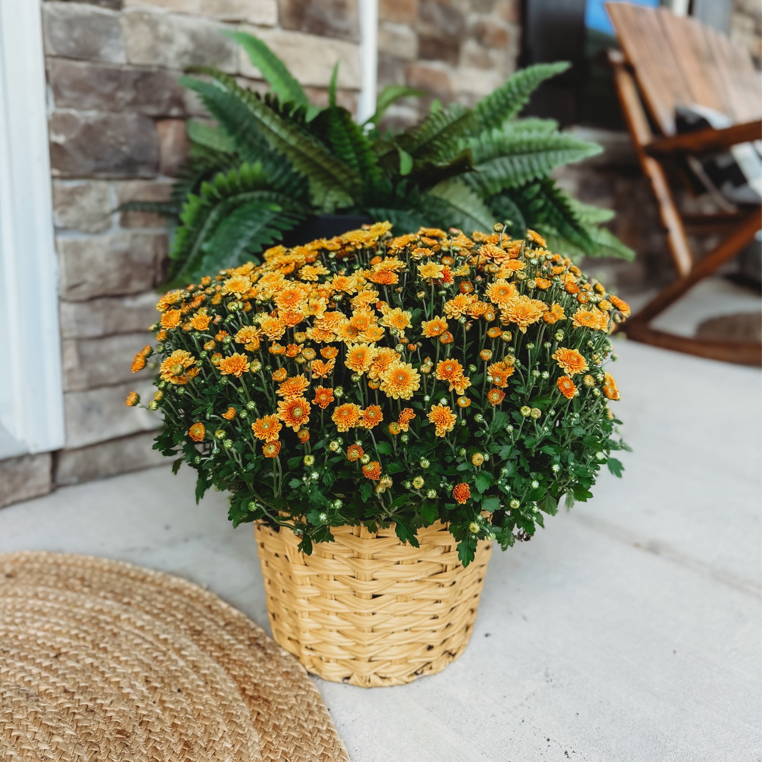 The best mums in a cute basket!!

#LTKHome #LTKSeasonal #LTKFallSale