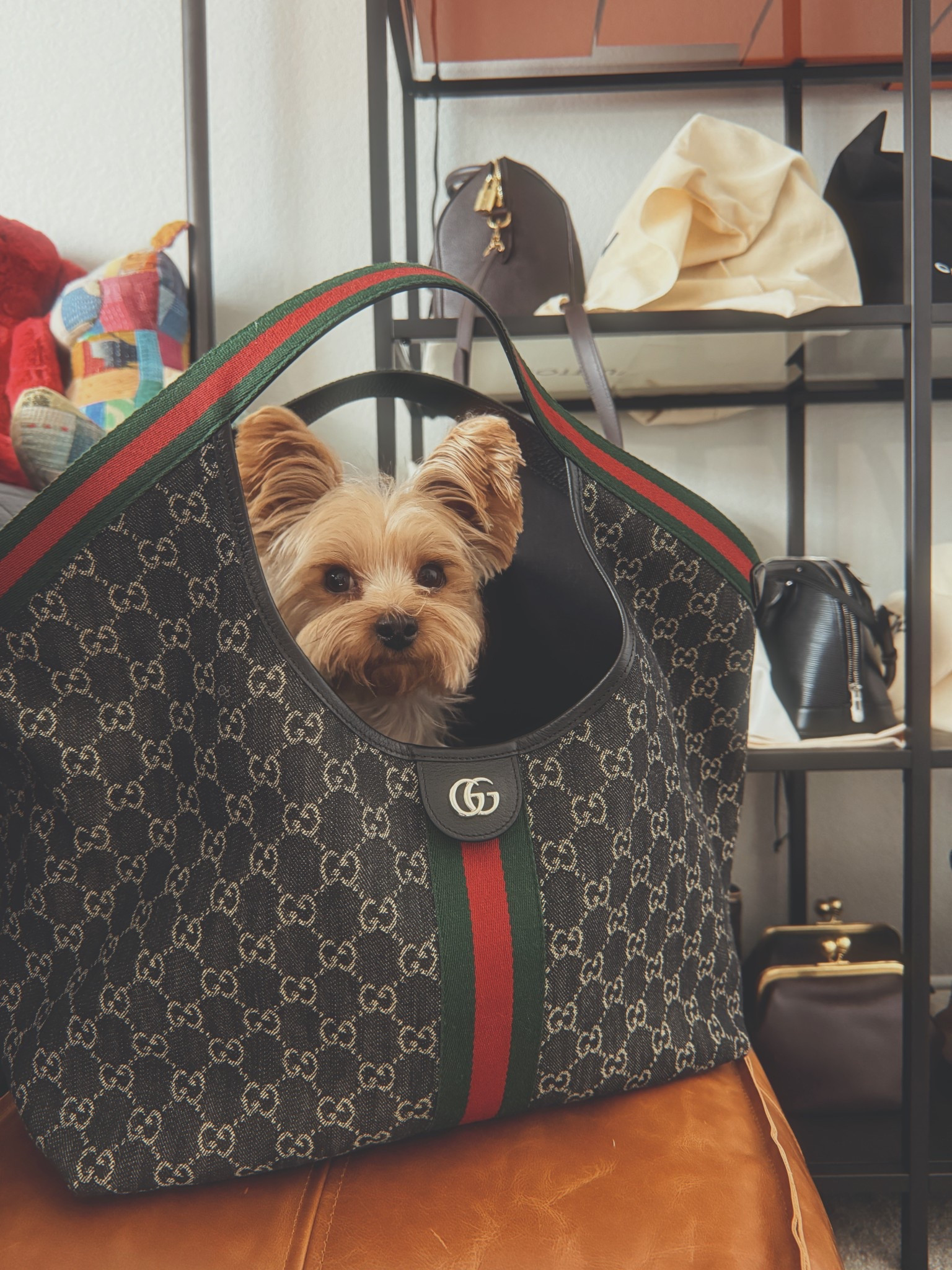 Merry Christmas from Gucci. The Gucci giglio tote bag has been on my wishlist for some time and Santa delivered early. And may I say my puppy looks so cute with this Gucci bag!? 

#LTKGiftGuide #LTKHoliday #LTKstorytime