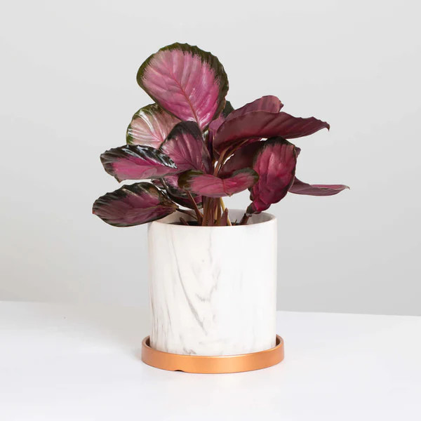 Calathea Rosy Pink Prayer Plant | Verdant Lyfe