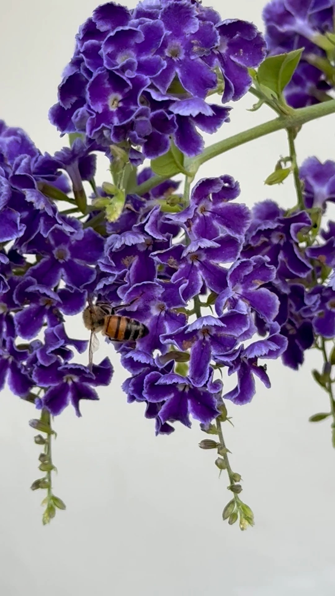 I planted this purple beauty a few years ago and I’ve been caring for it minimally (watering a couple times a week). But lately, she’s really been showing off to the point that I’m considering planting a few more in pots because her blooms are stunning bursts of color. And as you can see the bees love it too! For reference, I’m in zone 10b.

#easygardening #summergarden #containergarden #purpleflowers #uprightornamemtal #patiogarden #deckgarden #easygarden #containerplants

#LTKSeasonal #LTKHome
