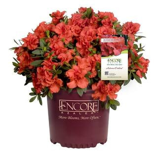 ENCORE AZALEA | The Home Depot
