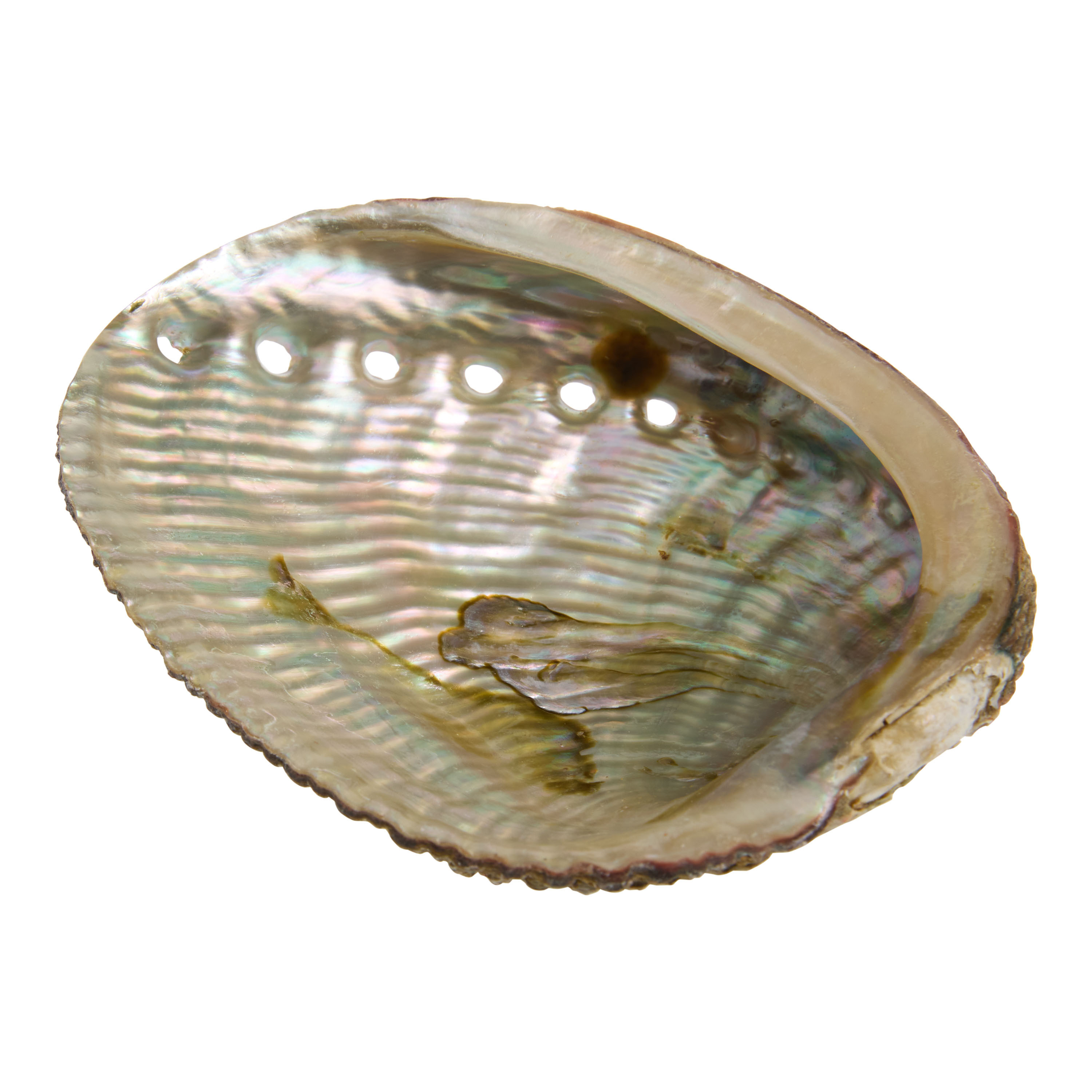 Natural Abalone Shell | World Market