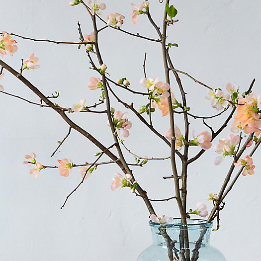 Quince Branches | Terrain