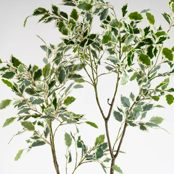 Artificial Ficus Tree in Cream Plant Pot | Dunelm