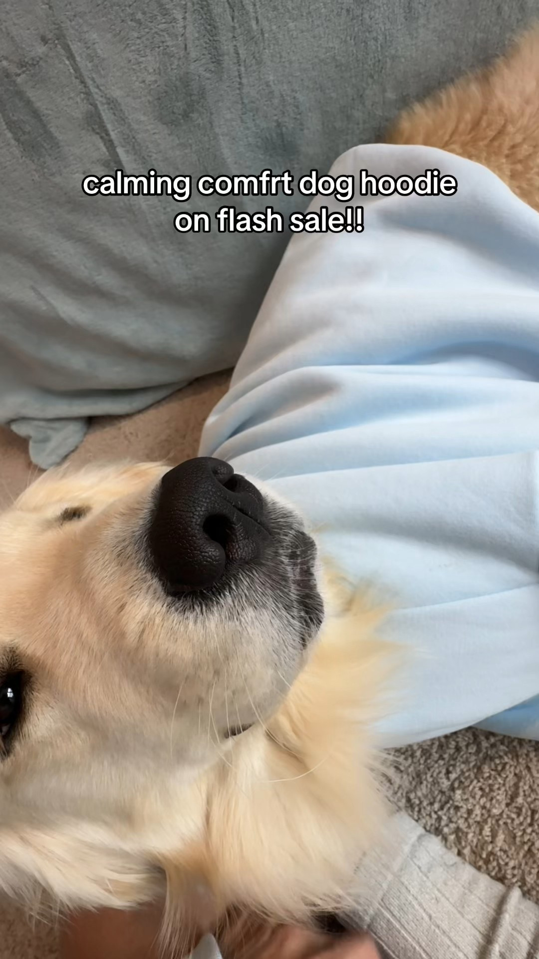 my dog loves this #comfrt

#LTKFindsUnder50 #LTKPets #LTKSaleAlert