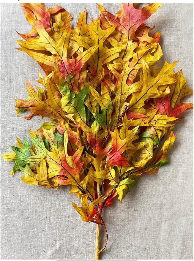 Preserved Fall Oak Leaves l Dried Autumn Leaves for Craft | Preserved Oak Leaves l Dried Arrangem... | Amazon (US)