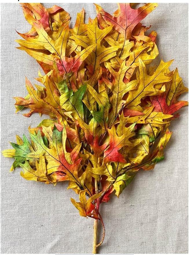 Preserved Fall Oak Leaves l Dried Autumn Leaves for Craft | Preserved Oak Leaves l Dried Arrangem... | Amazon (US)