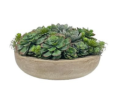 Succulent Arrangement in Bowl | Pottery Barn (US)