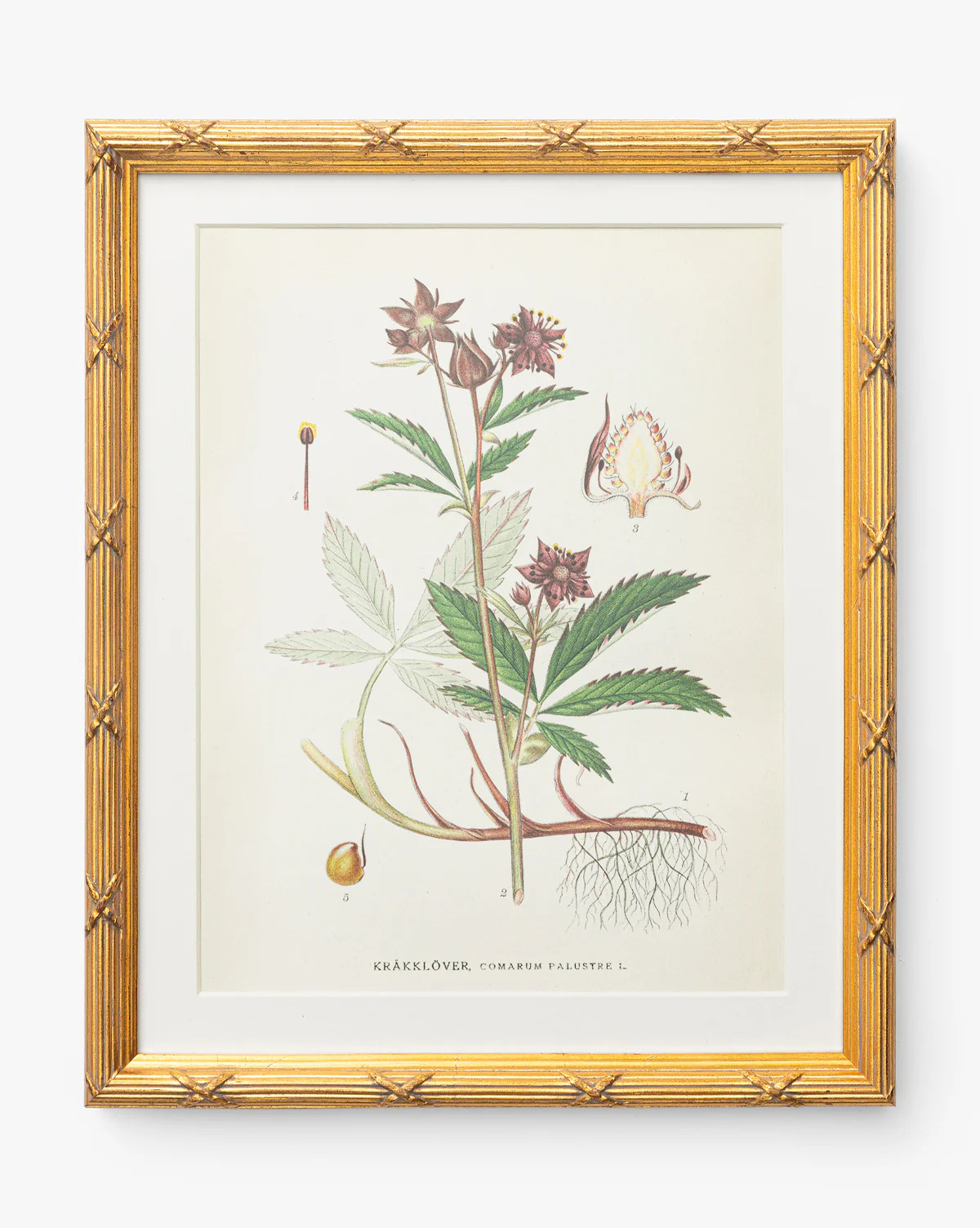 Botanical Study No. 2 | McGee & Co. (US)