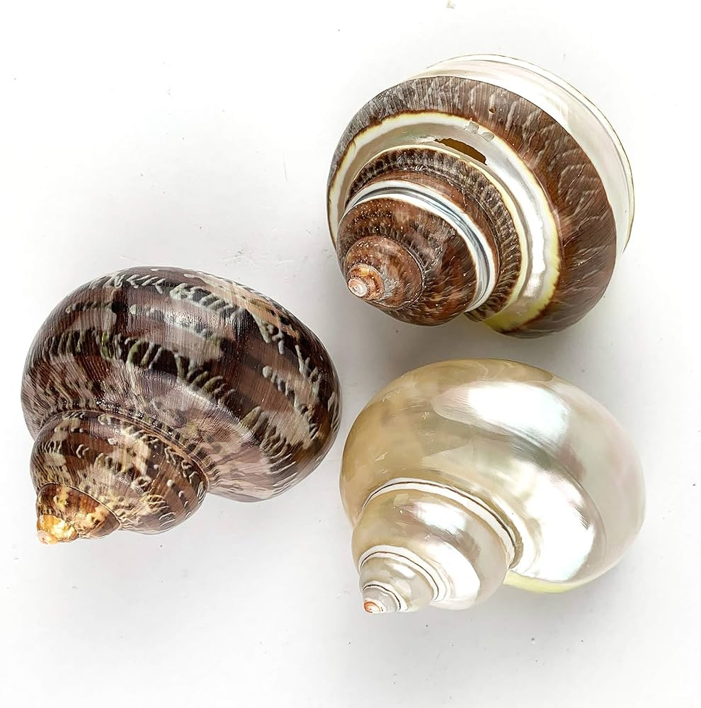 Worlds 3PC Large Mix Hermit Crab Shells&Turbo Shells 2"-2-3/4"Inch | Amazon (US)