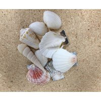 10 Hand Selected Seashells, Various Shaped Seashells For Fairy Gardens & Crafts | Etsy (US)