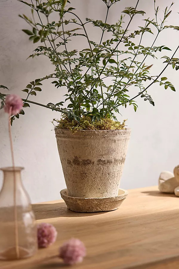 Earth Fired Clay Ridge Top Pot + Saucer Set | Anthropologie (US)