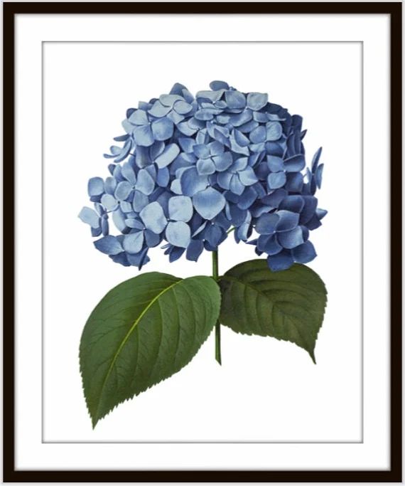 Blue Hydrangea Print, Vintage Flower Illustration, Blue Flowers Wall Art Print | Etsy (US)