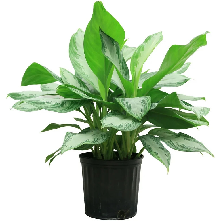 Costa Farms  Live Indoor 24in. Tall Multi-color Chinese Evergreen, Aglaonema; Medium, Indirect Li... | Walmart (US)