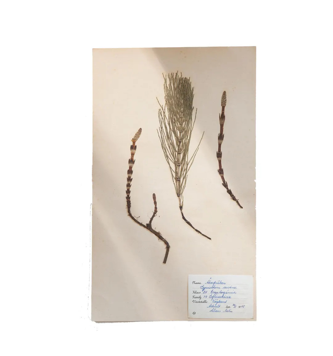1 of 15 Original Swedish Herbarium Sheet, 1940s–1950s | Vintage Botanical Specimen - Etsy | Etsy (US)
