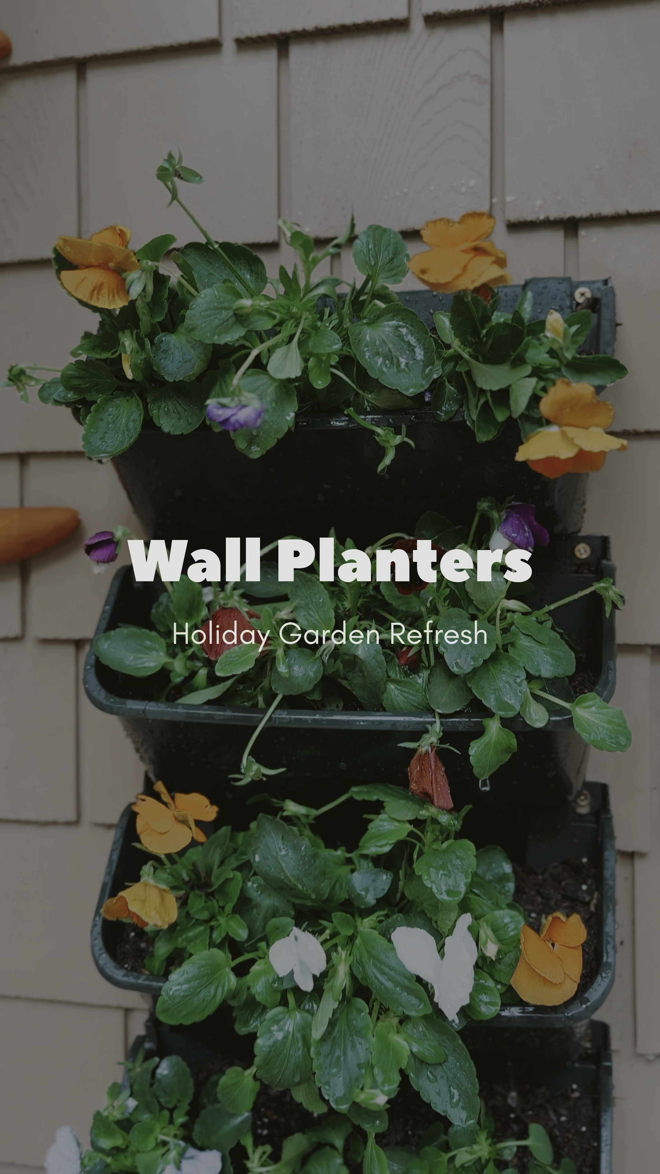 Ready to refresh your wall planters for the holidays? 🪴✨

Wall planters are a great way to keep your outdoor space looking fresh year-round, but as the seasons change, so should your plants! For the holidays, I love switching out summer blooms for winter-hardy favorites like pansies. Here’s how you can easily update your wall planters:
	1.	Choose Cold-Hardy Plants: Pansies are perfect for fall and winter—they thrive in cooler temps and bring a pop of color even when it’s chilly outside.
	2.	Add Fresh Soil: Refresh your planters with new soil for an extra boost of nutrients. This helps your pansies establish quickly and stay vibrant through the season.
	3.	Holiday Decor Touch: Add a festive touch with small pinecones, sprigs of evergreen, or a string of fairy lights to make your wall planters pop for the holidays!

🛍️ Find my favorite planters and holiday decor ideas on my LTK.

#HolidayDecor #PlanterRefresh #LTKHome #PansiesForFall #WinterGarden #amazonfinds #deals 

#LTKHome #LTKSeasonal #LTKHoliday