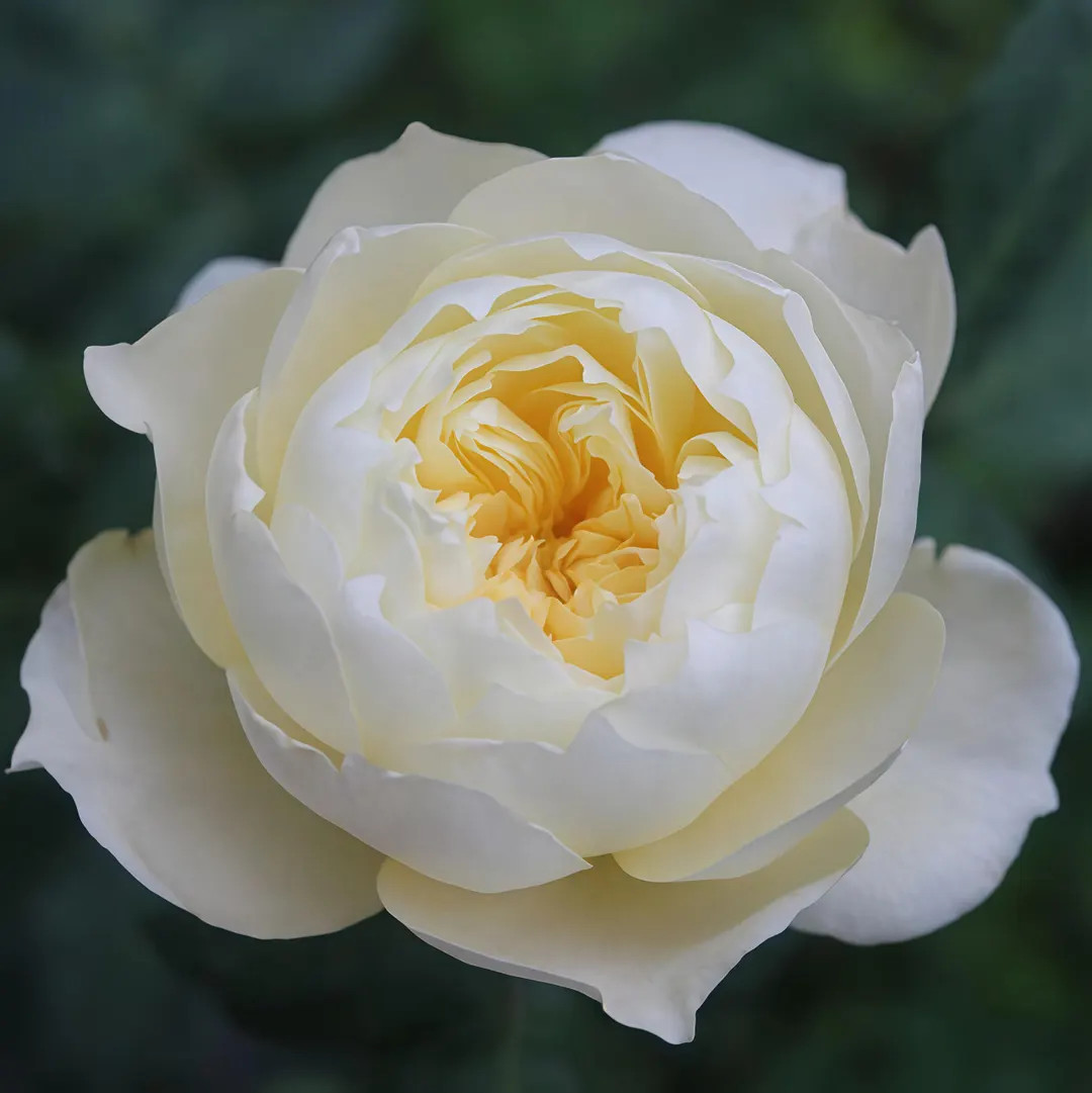 Totoro. 龙猫 Cut rose. | Etsy (US)