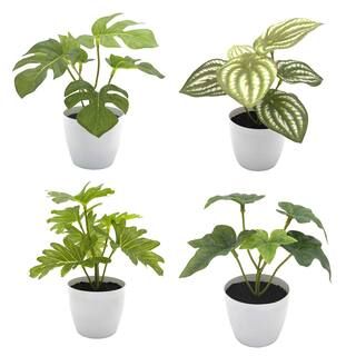 Assorted 6.5" Plant in White Pot by Ashland® | Michaels Stores