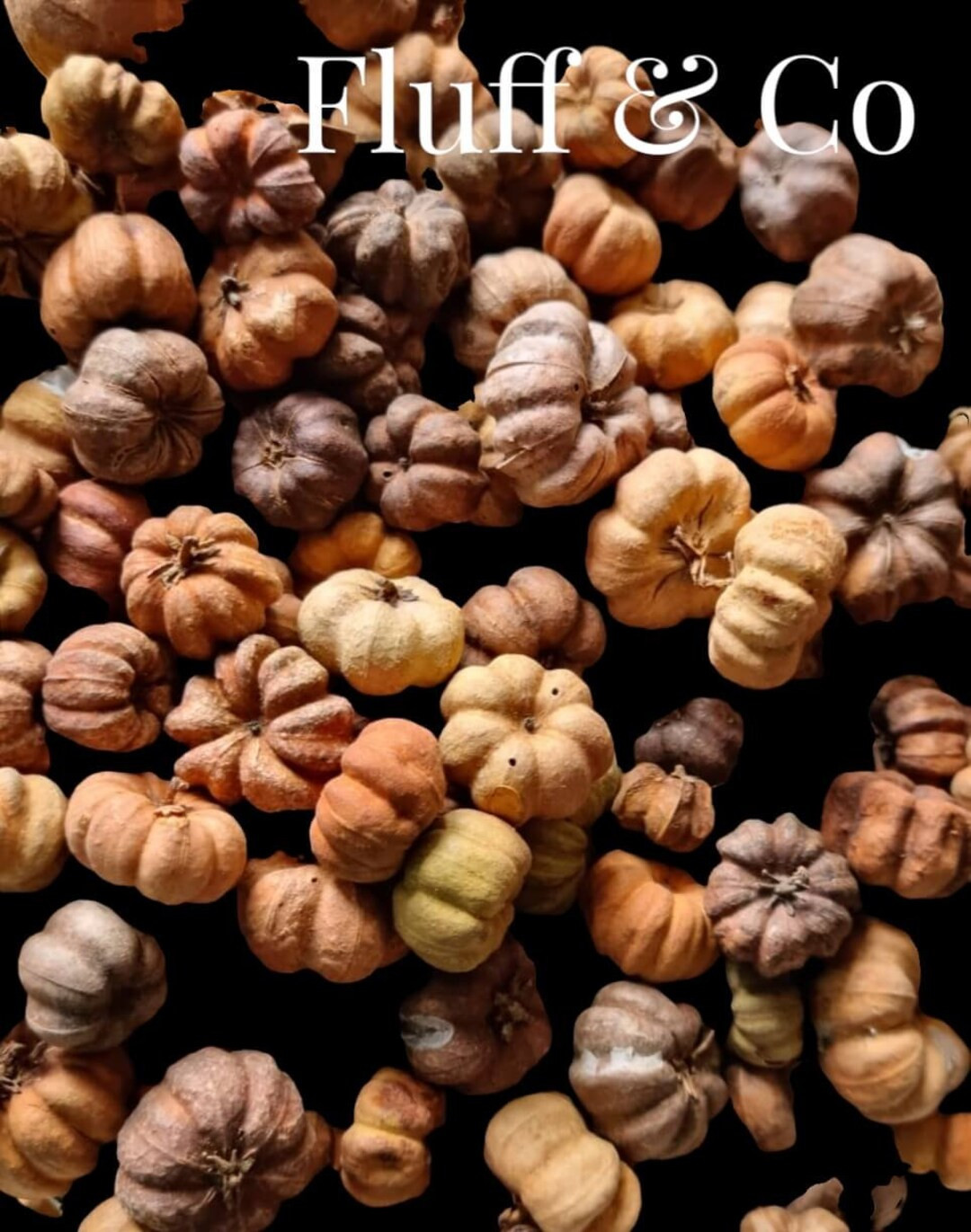 Baby Pumpkins PUTKA PODS Natural, Miniature Pumpkins Lookalike for Bowl Filler, Potpourri, Wreath... | Etsy (US)